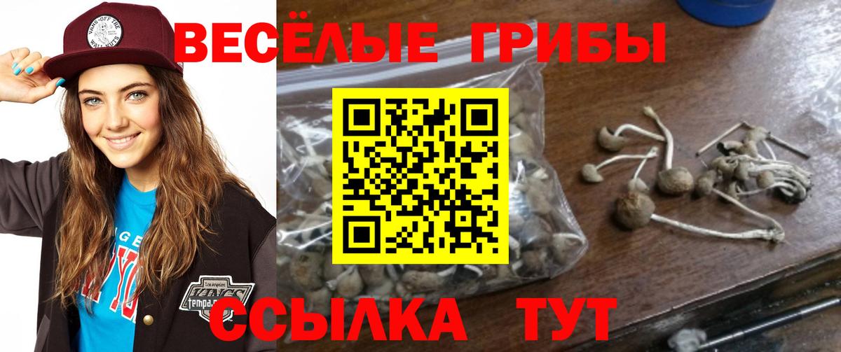 Вологда  Галлюциногенные грибы Psilocybe  Вход с VPN 